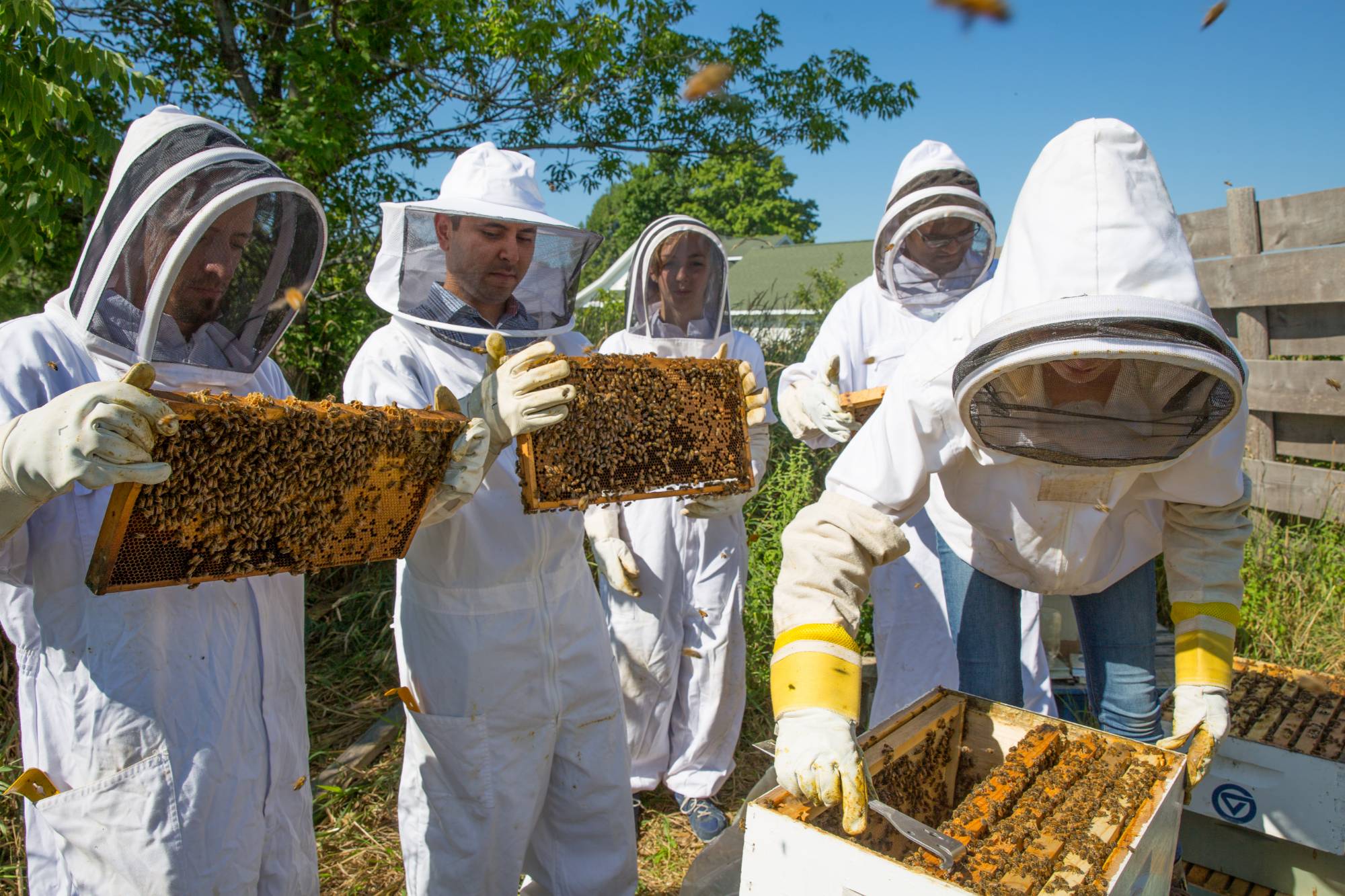 gvsu beekeepers